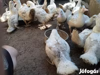 Ducks — 照片 4