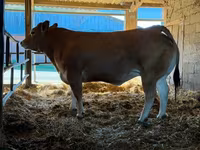 Vache, Partenaise cattle — photo 1