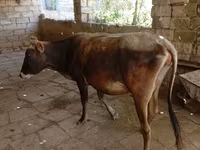 Vache, Zébu azerbaïdjanais — photo 2