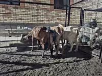 Koza, Saanen goat — zdjęcie 6