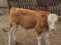 Bovinos (lote, sexo no especificado), Simmental cattle — foto 2