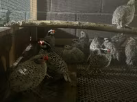 Bobwhite — photo 2