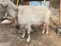 Ziege, Fergana goat — Foto 3