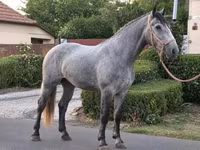 घोड़ी, Appaloosa — फ़ोटो 2