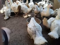 Ducks — Foto 4