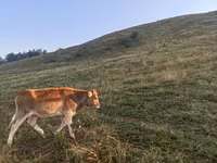 牛只（批次，未指定性别）, Cattle — 照片 2