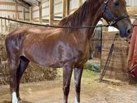 Jument, Dutch warmblood horse — photo 2
