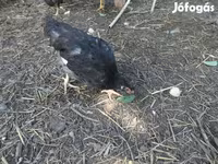 Chickens — foto 1