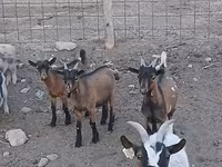 公山羊, Pomellata goat — 照片 2