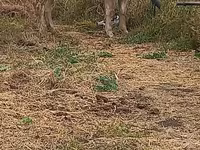 Krowa, Swiss cattle — zdjęcie 7