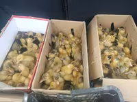 Ducks — Foto 3
