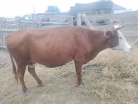 Vaca, Vaca kazaja de cabeza blanca — foto 2
