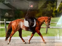 Hengst, Quarter Horse — Foto 3