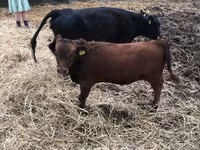 Cow, Dexter — photo 4