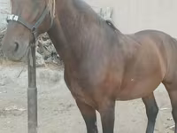Hengst, Kyrgyz Horse — Foto 2
