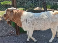 Billy Goat, Boer goat — photo 2