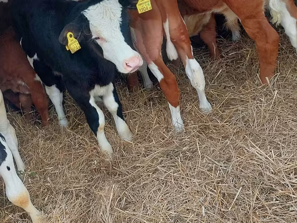 Bovins (lot, sexe non indiqué), Simmental cattle