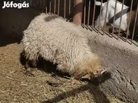 خنزيرة, Вьетнамская вислобрюхая — الصورة 4