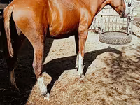 Horse (M), Russian Don — photo 2