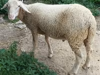 公羊, Luzein sheep — 照片 1