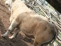 सांड, Simmental cattle — फ़ोटो 6