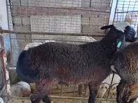 Ram, Blackheaded Persian sheep — photo 3