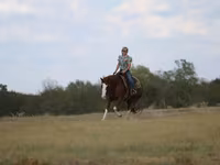 Kůň, Quarter Horse — foto 5