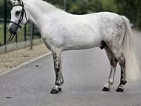 Cheval, Falabella — photo 4