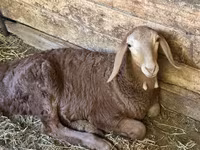 Brebis, Afghan Arabi sheep — photo 4
