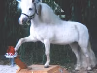 Mare, Miniature horse — photo 8