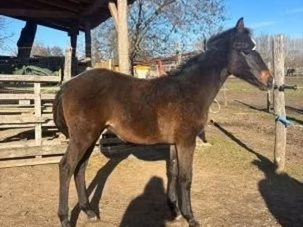 घोड़ा, Hungarian horse breed