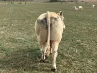 Taureau, Charolais cattle — photo 3