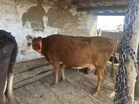 雌牛, Latvian Blue cattle — 写真 1