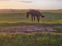雌馬, Kazakh horse — 写真 3