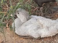 Ducks — फ़ोटो 3