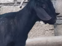 बकरा, Anatolian Black goats — फ़ोटो 2
