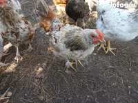 Chickens — foto 7