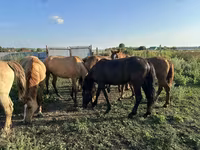 Jument, Horse breed — photo 7
