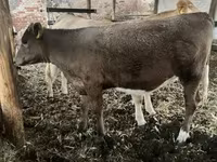 Vaca, Charolais cattle — foto 3