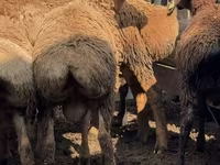 मेढ़ा, Arashan sheep — फ़ोटो 5