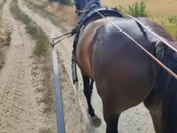घोड़ी, Nonius horse — फ़ोटो 3