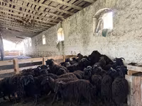 Вівця, Romanov sheep — фото 3