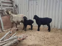 Schaf, Arashan sheep — Foto 6