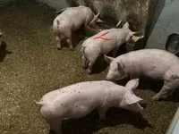 公猪, Гипор — 照片 5