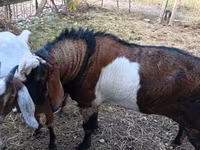 Kozioł, Nubian Goat — zdjęcie 5