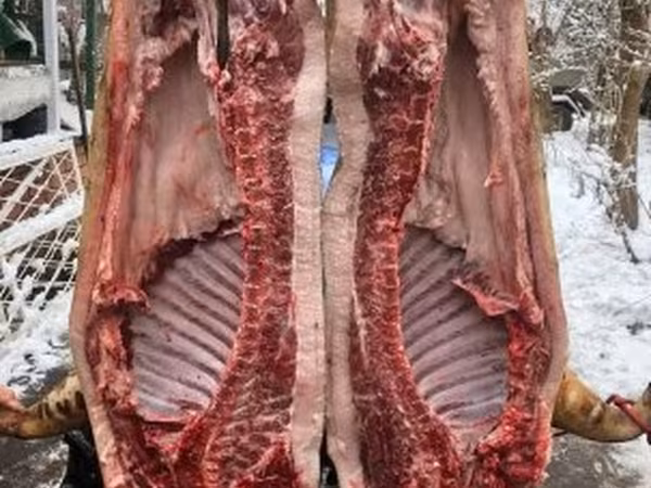 Pigs (batch, sex not specified), Мангалица