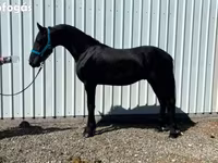 Kůň, Friesian — foto 6