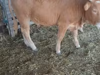 Byk, Simmental cattle — zdjęcie 3