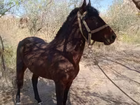 Caballo, Karabair horse — foto 3