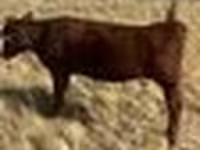 Vache, Vache rouge des steppes — photo 2